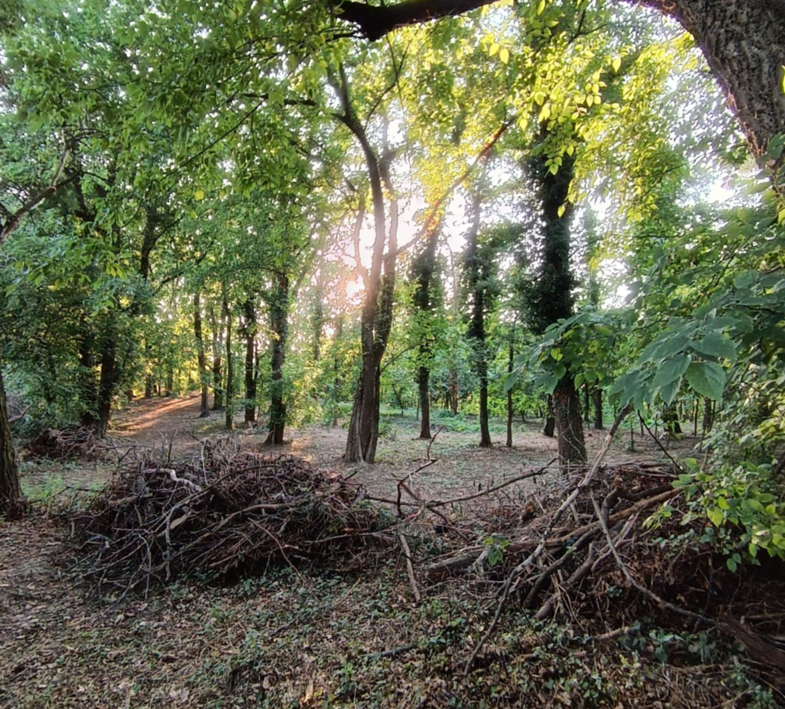 Marcal, evezés, Győr, Győr környéke, vizitura, kajak, kenu, kiscsoport, erdőmerülés, természetcoach